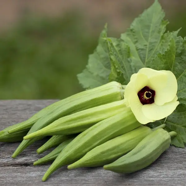 Kako okra štiti želudac: Uloga sluzi